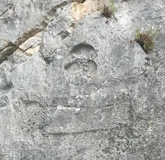 اتاق استاندارد, Traivicolidifoligno