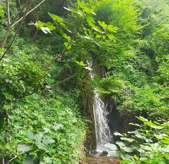 חדר בסיסי, Traivicolidifoligno