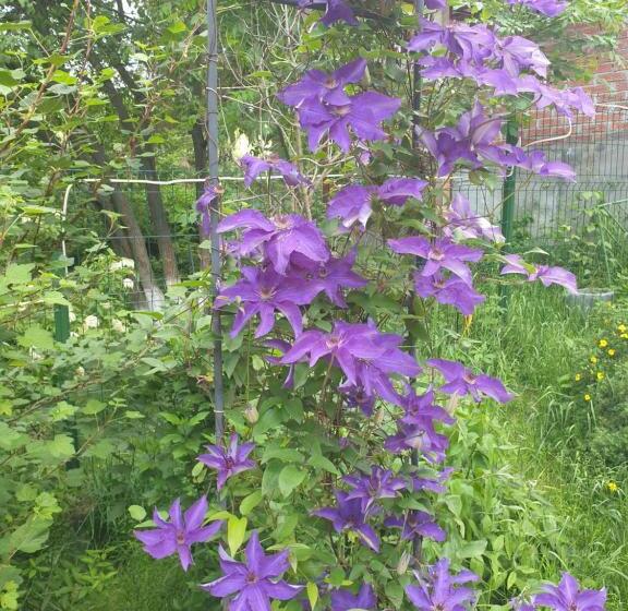 اتاق خانوادگی, Vila Muntii Bucegi & Spa