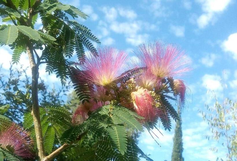 סוויטה נוף לבריכה, ô Tilia D Azur
