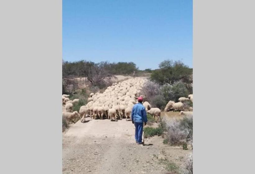 スタンダードルーム, Karoo Secret