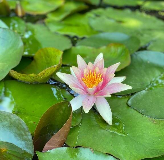 Quarto Deluxe Vista Jardim, Gastenverblijf Nature 4 Persoons