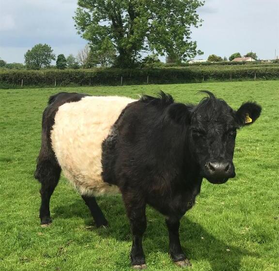 스탠다드 싱글 룸, Travellers Rest