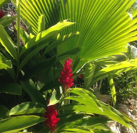 اتاق استاندارد, Chambre D Hôte Coeur Coco Piscine