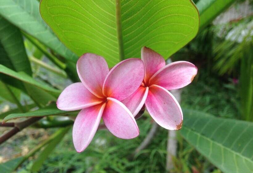 اتاق استاندارد, Chambre D Hôte Coeur Coco Piscine