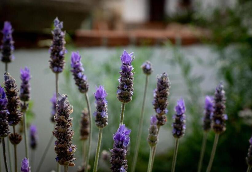 Стандартный Номер Кровать Кинг, Finca Las Hierbas B&b