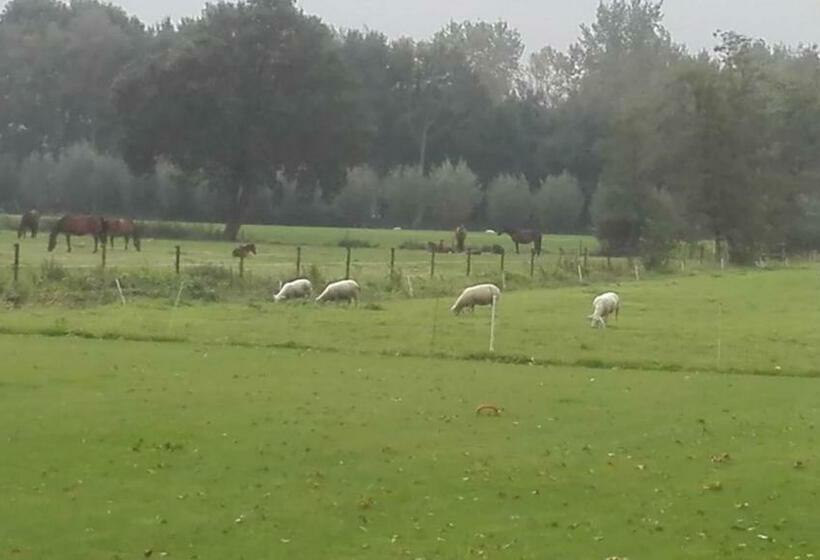 اتاق استاندارد, De Weije Wereld