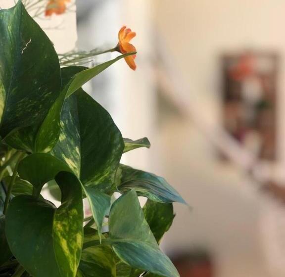 חדר סטנדרט לארבעה, Star House