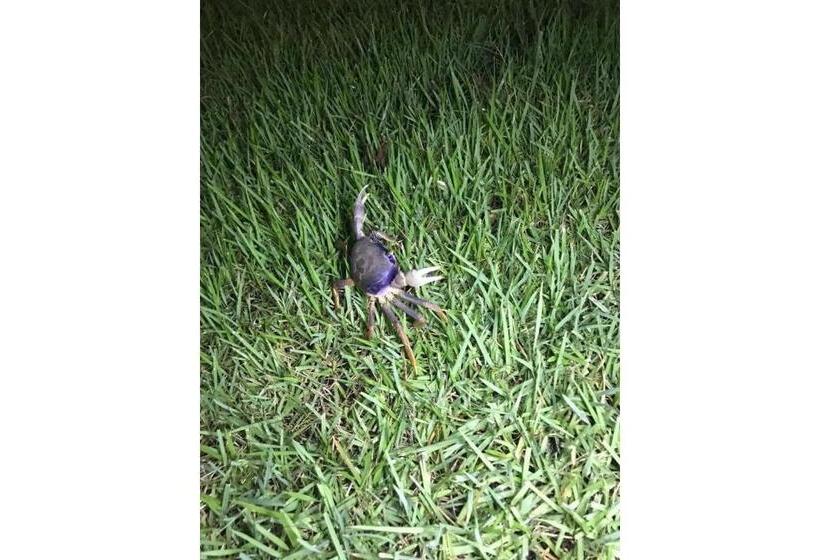 低层单卧公寓, Freitas Resort Carneiros Beach Resort