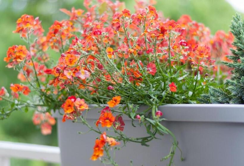 חדר סטנדרט, Gasthof Hanni