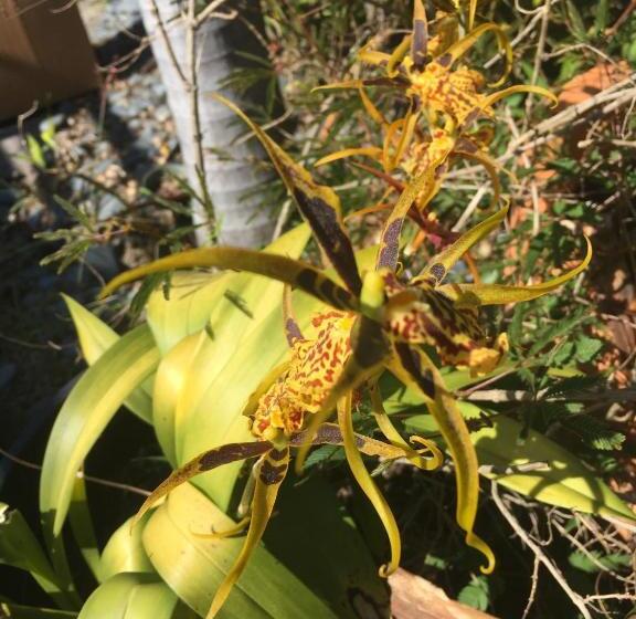 豪华房间, Holualoa Bungalows