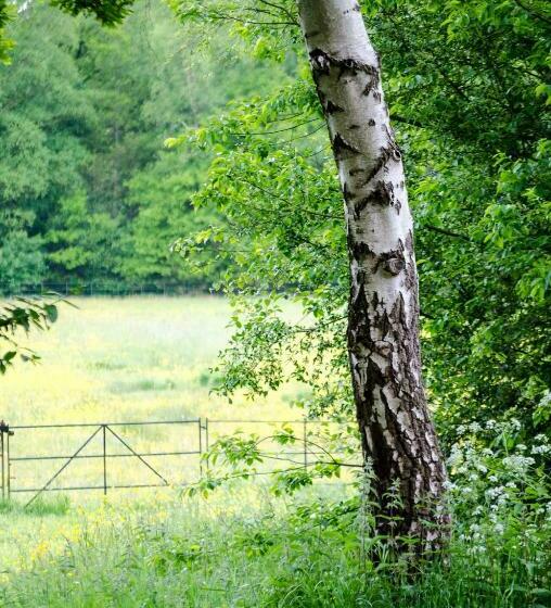 1间卧室的房子, The Pool House