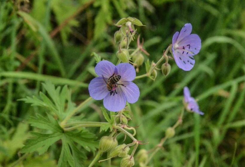 غرفة قياسية ثلاثية, Penzion Pišlikdum