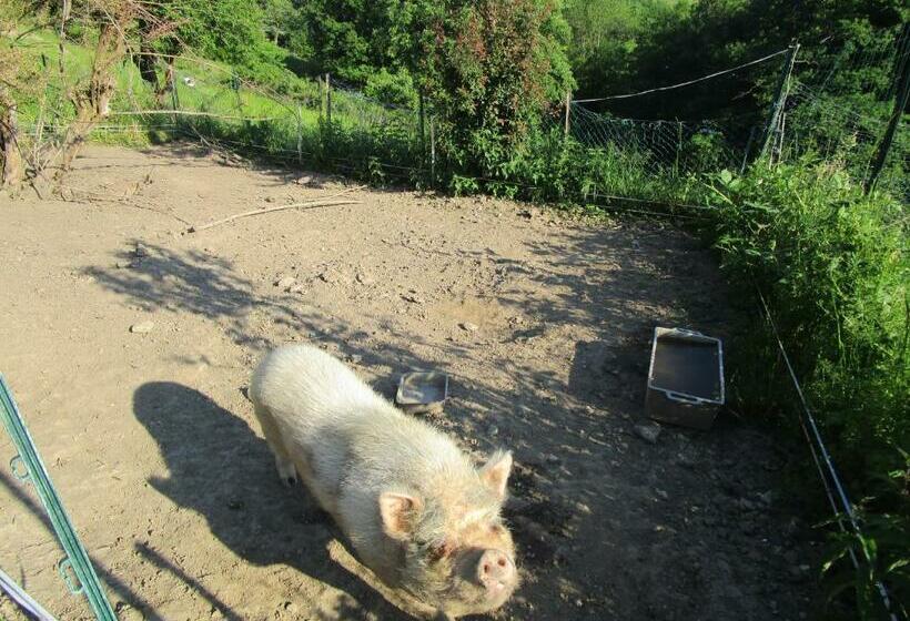 شقة ديلوكس غرفة واحدة, Fouettara