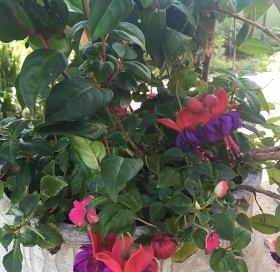 スイート, Tiree B&b