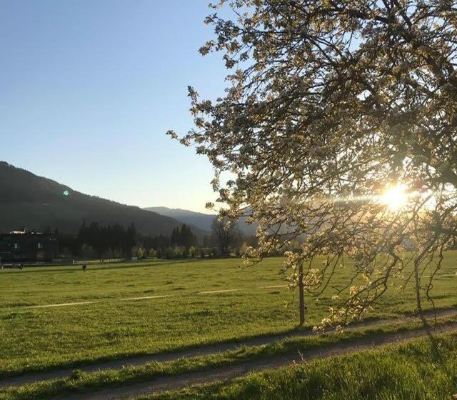 Номер Стандарт, Freihof