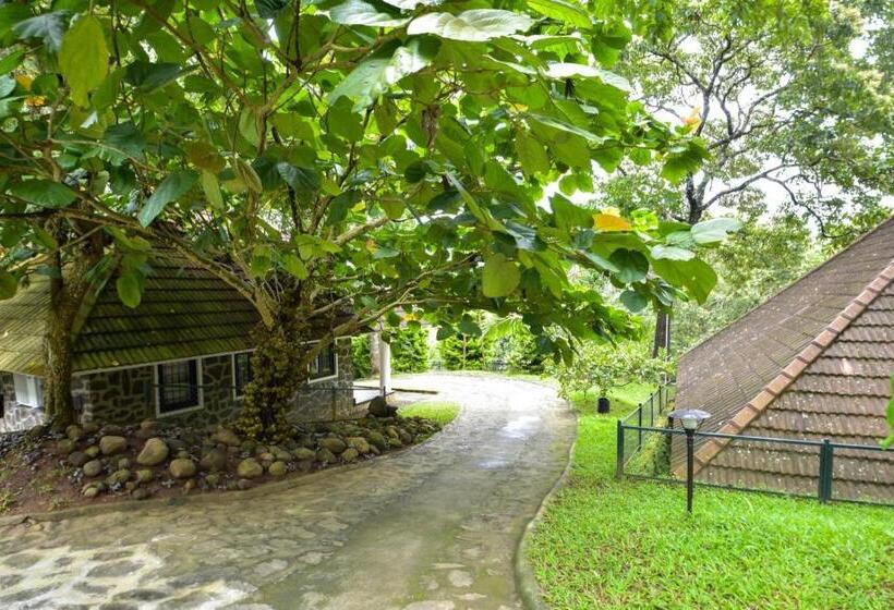 خانه 1 خوابه, Treetop