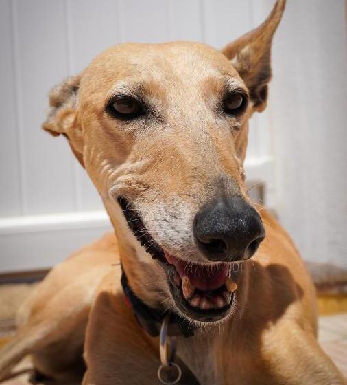 شقة ديلوكس غرفة واحدة, Casas De Santa Rita