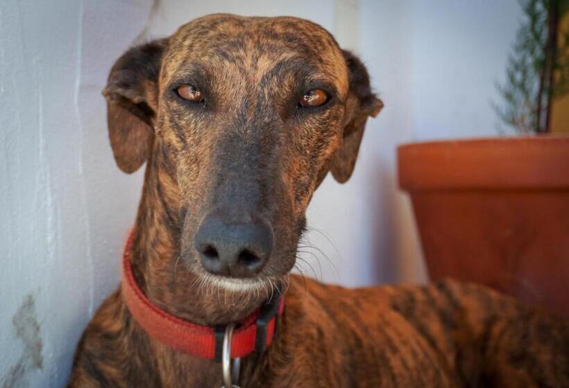 فيلا سوبيريور غرفة نوم واحدة, Casas De Santa Rita