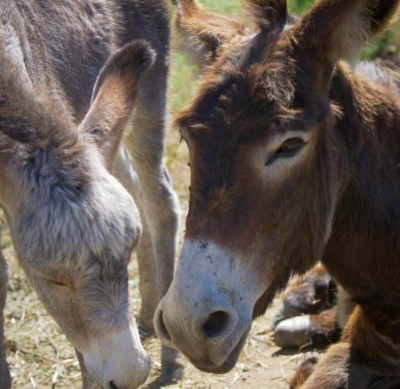 غرفة ديلوكس, Casas De Santa Rita