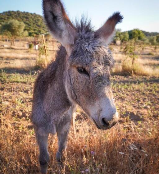 جناح جونيور, Casas De Santa Rita