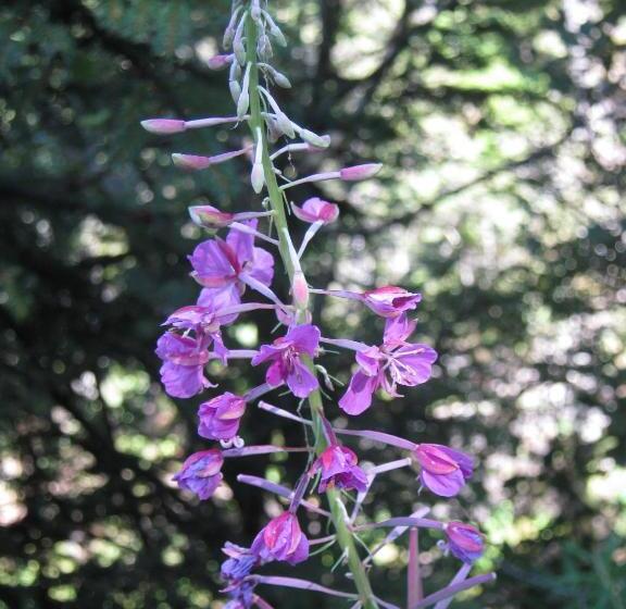 חדר דלוקס, Sportpension Alpenrose