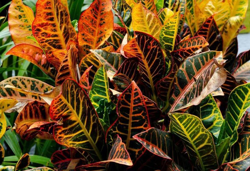 Номер Superior, Vf