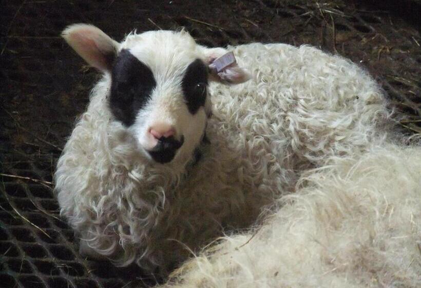 آپارتمان 1 خوابه با چشم‌انداز باغ, Neðra Vatnshorn