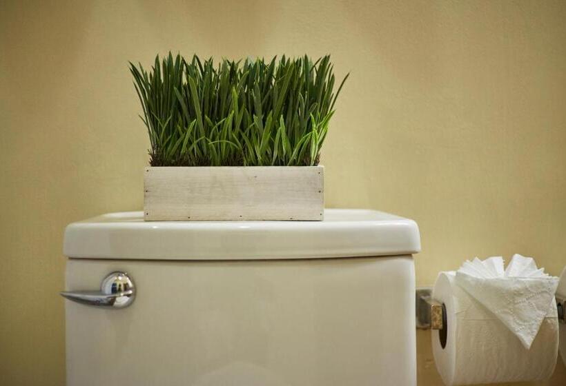 スタンダードスタジオ, San Angel Suites