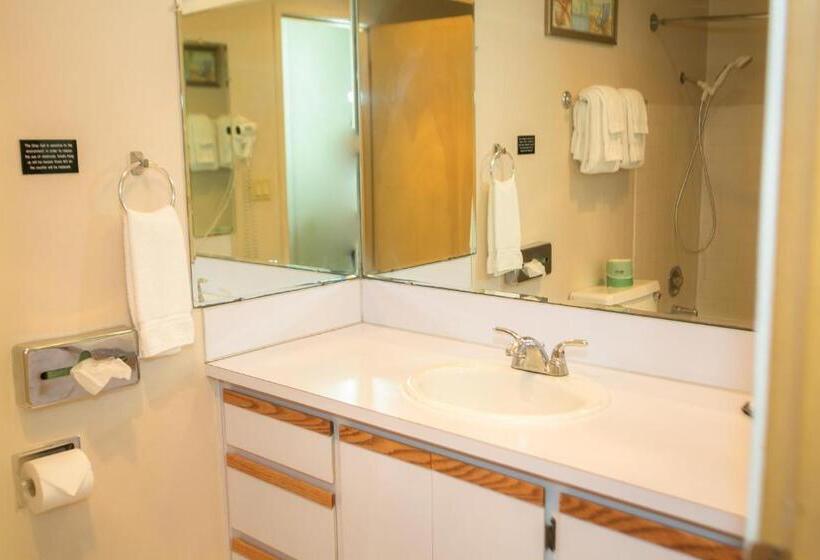 إستوديو قياسى سرير كينج, Grey Gull