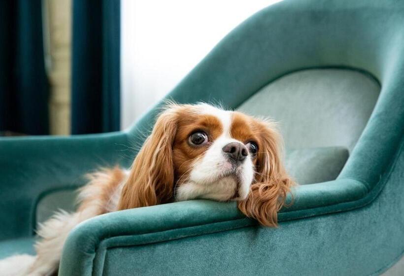 اتاق سوپریور, Sapphire House Antwerp, Autograph Collection