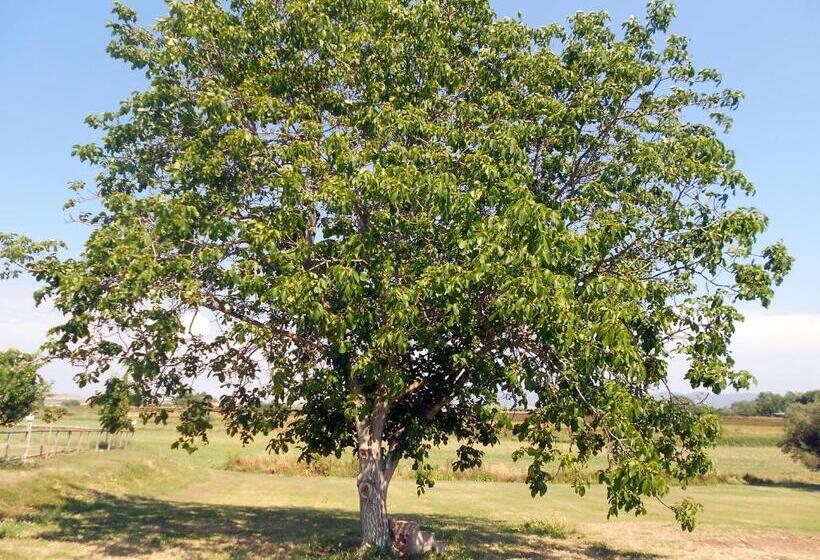 标准三人间, Agriturismo San Matteo