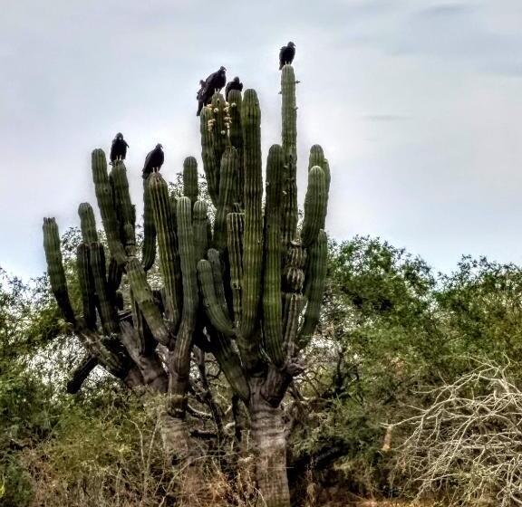스탠다드 룸 바다 전망, The O Asis