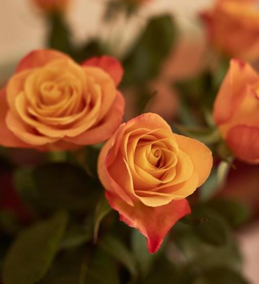 סוויטה משפחתית 2 חדרי שינה, Vila Emei