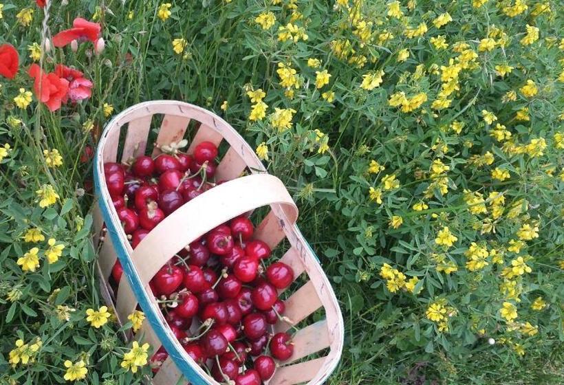 חדר סטנדרט נוף לבריכה, Le Petit Ventoux