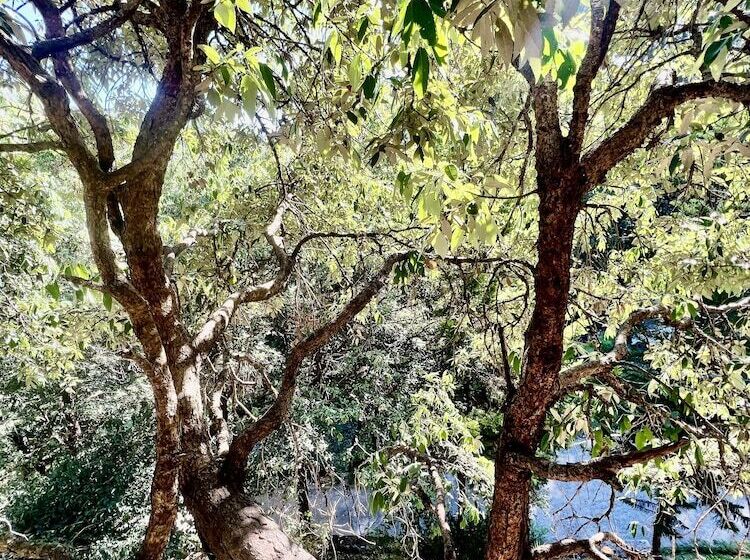 デラックスルーム, Sea Hawk Hill Resort A Luxury Boutique Resort, 20 Km From Nainital