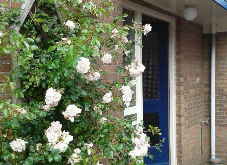 اتاق استاندارد با سرویس بهداشتی مشترک, Agterdekoog