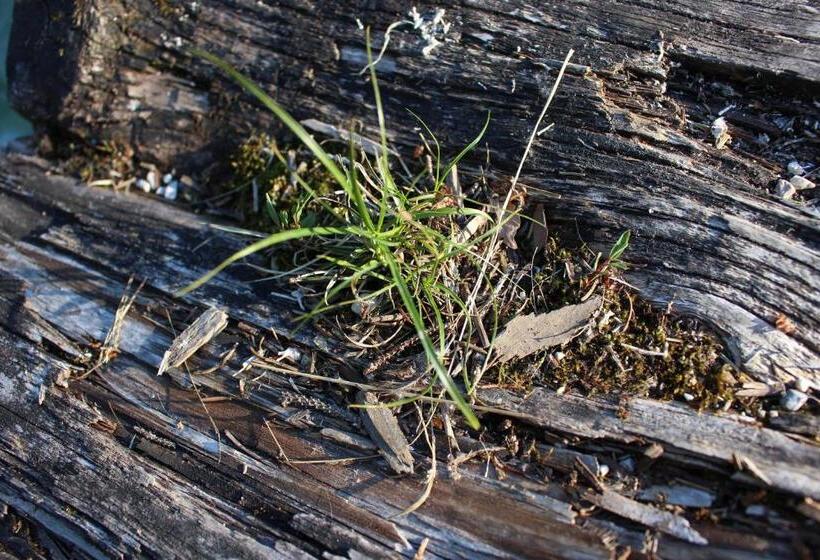 Апартаменты 1 Спальня с Видом, Pension Inge