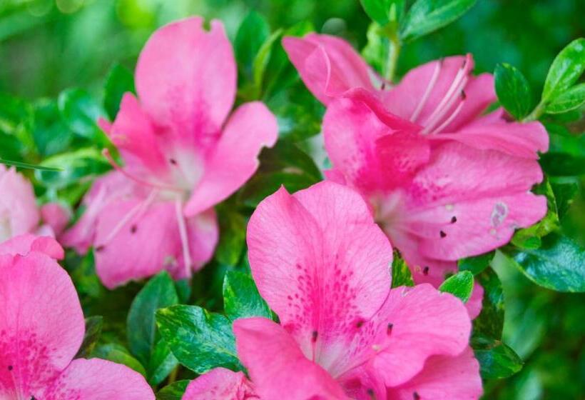 带阳台的三人标准间, Schönbrunn