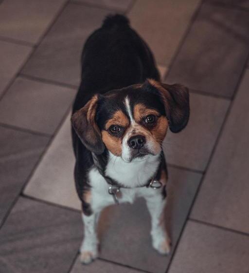 شقة غرفة واحدة, Gasthof Und Hotel Roter Hirsch