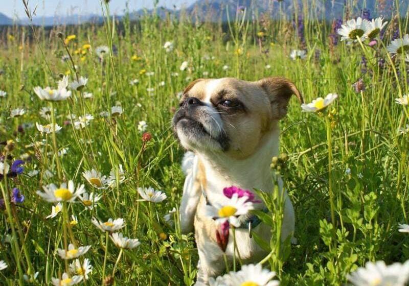 带阳台标准四人间, Bed & Breakfast Eckwirt