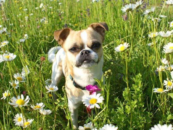 带阳台标准四人间, Bed & Breakfast Eckwirt