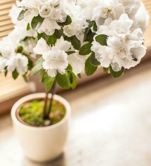 غرفة قياسية فردية, Willa Adriana