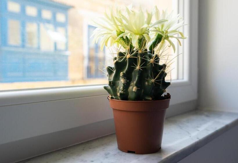 استودیوی لوکس, Marina Studios