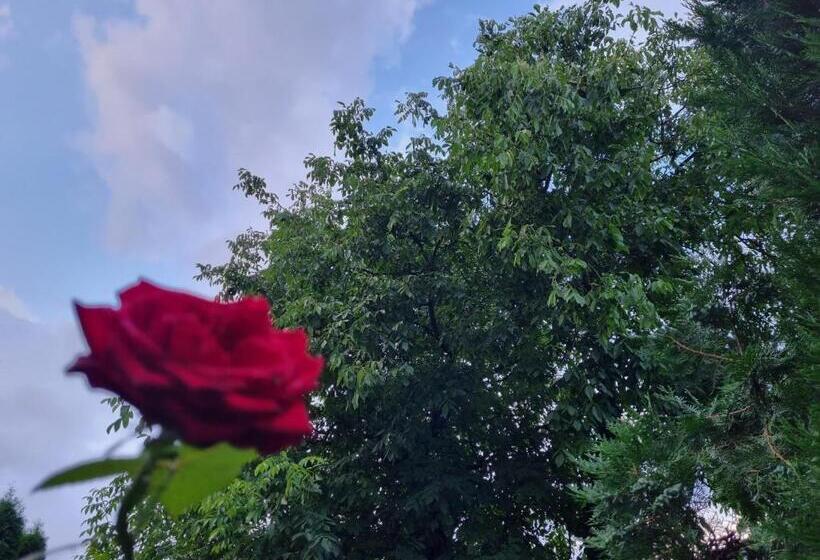 استودیوی لوکس, El Sol