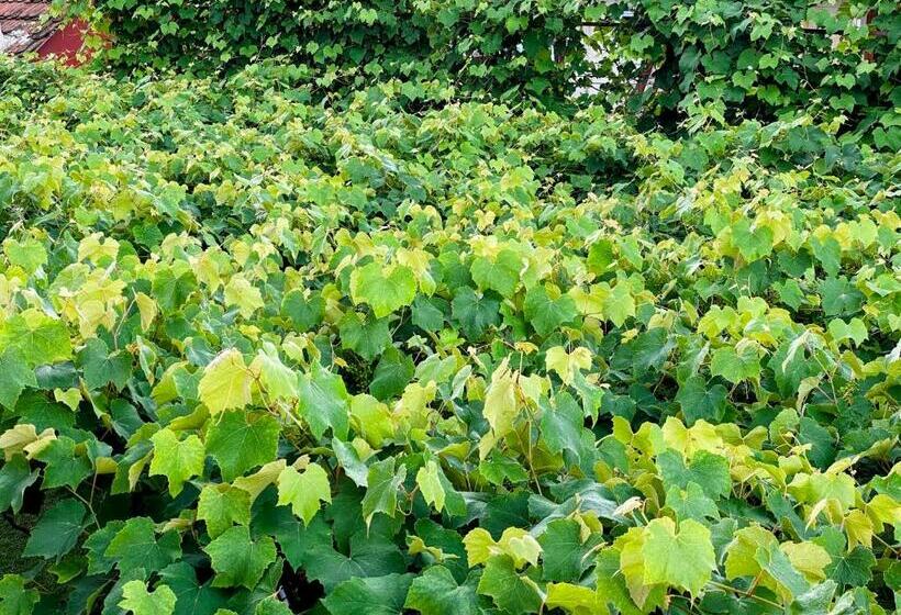 스탠다드 룸, Casa Popa