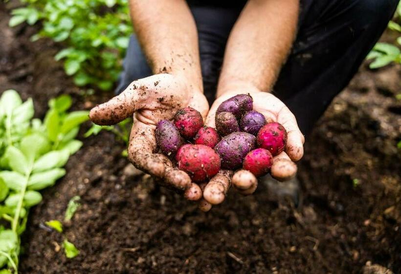 带大床的标准间, Upper Humber Settlement A Farmstay B&b