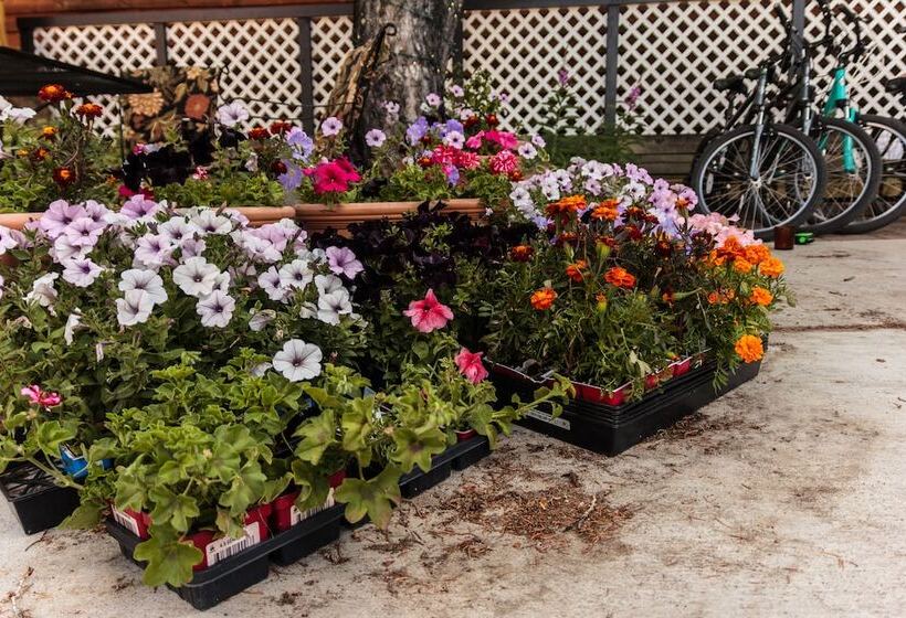 חדר קלאסי מיטה זוגית, Frisco Lodge