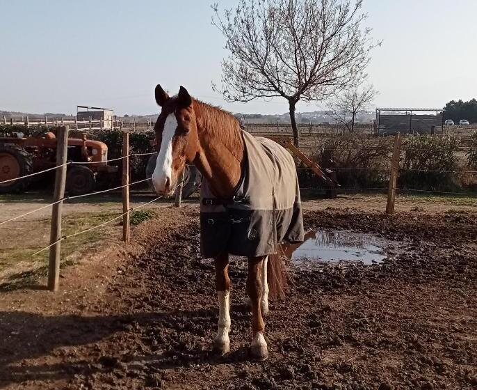 스탠다드 트리플 룸, Le Mas Palegry Chambres D Hôtes Perpignan