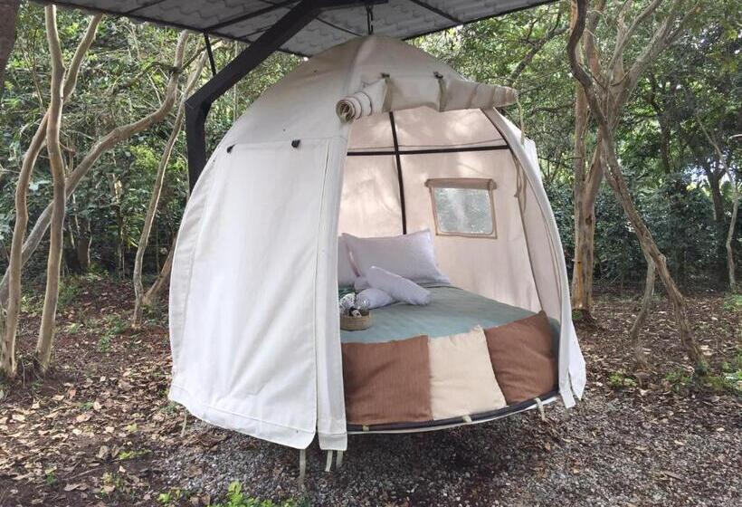 Standard Tent, Cariguá